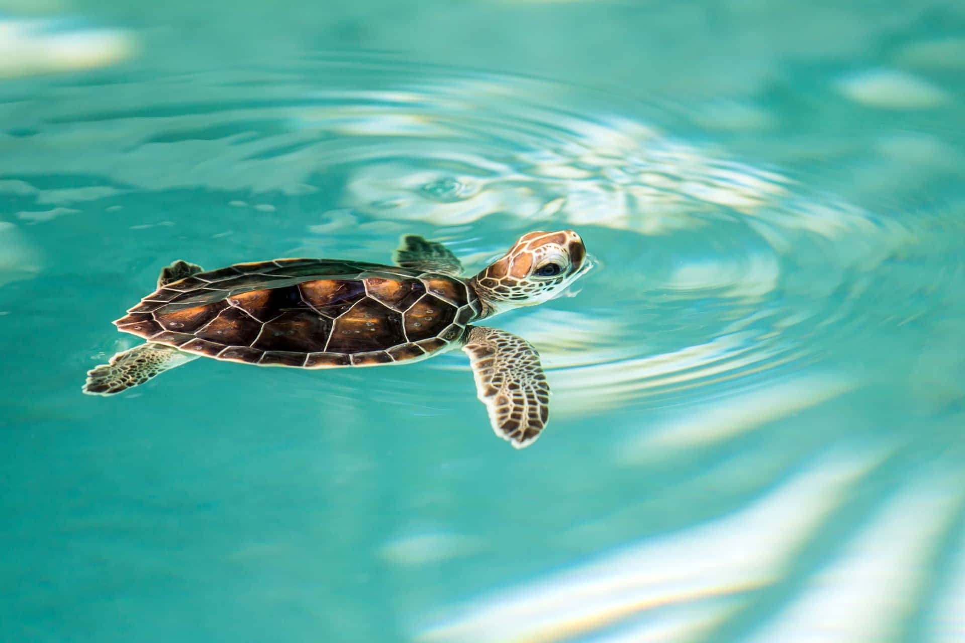 Sea Turtle Picture Vtpwbcmwc79gh0w4 Wallpaper