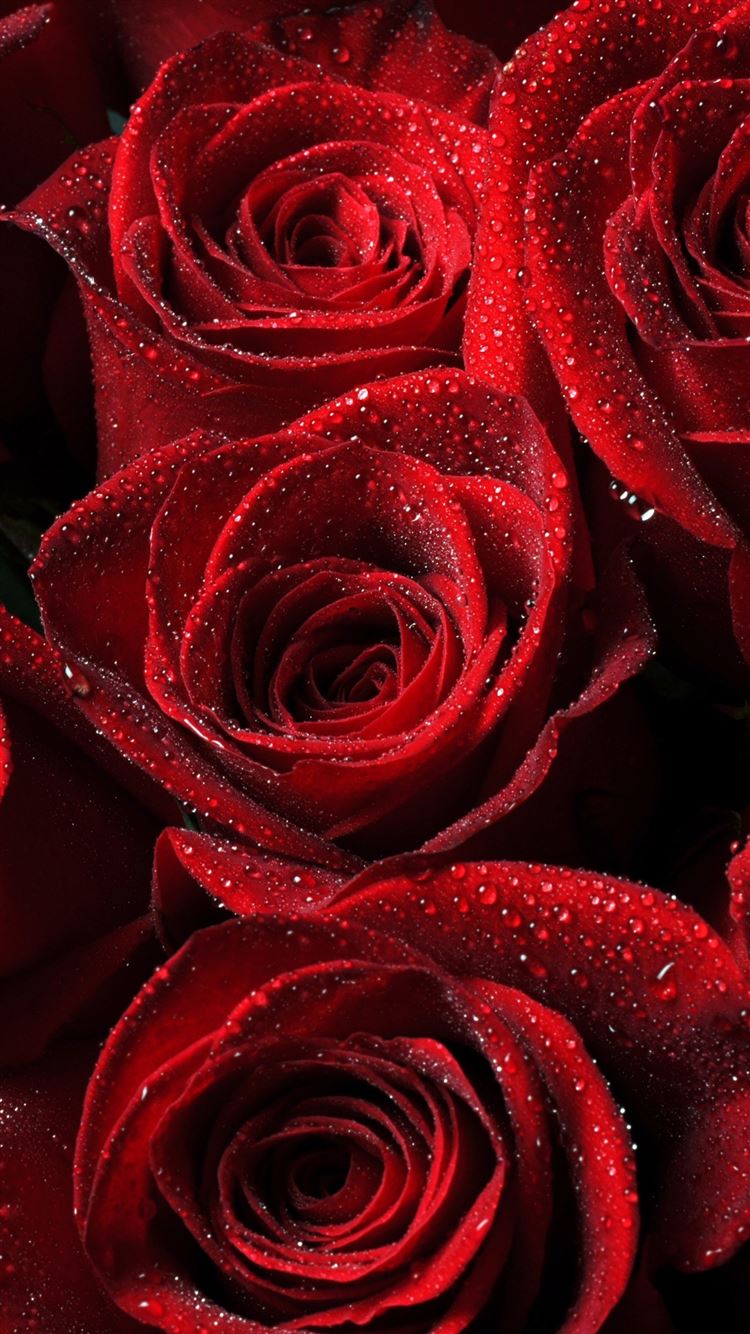 Roses Red Drops Petals iPhone Wallpaper