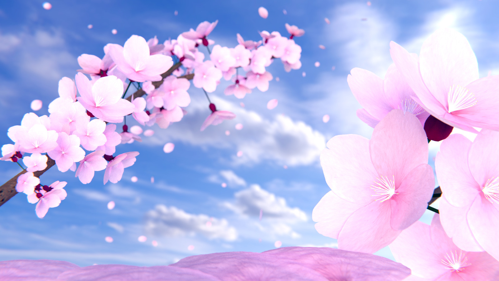 Pin Cherry Blossom Flower Desktop Background