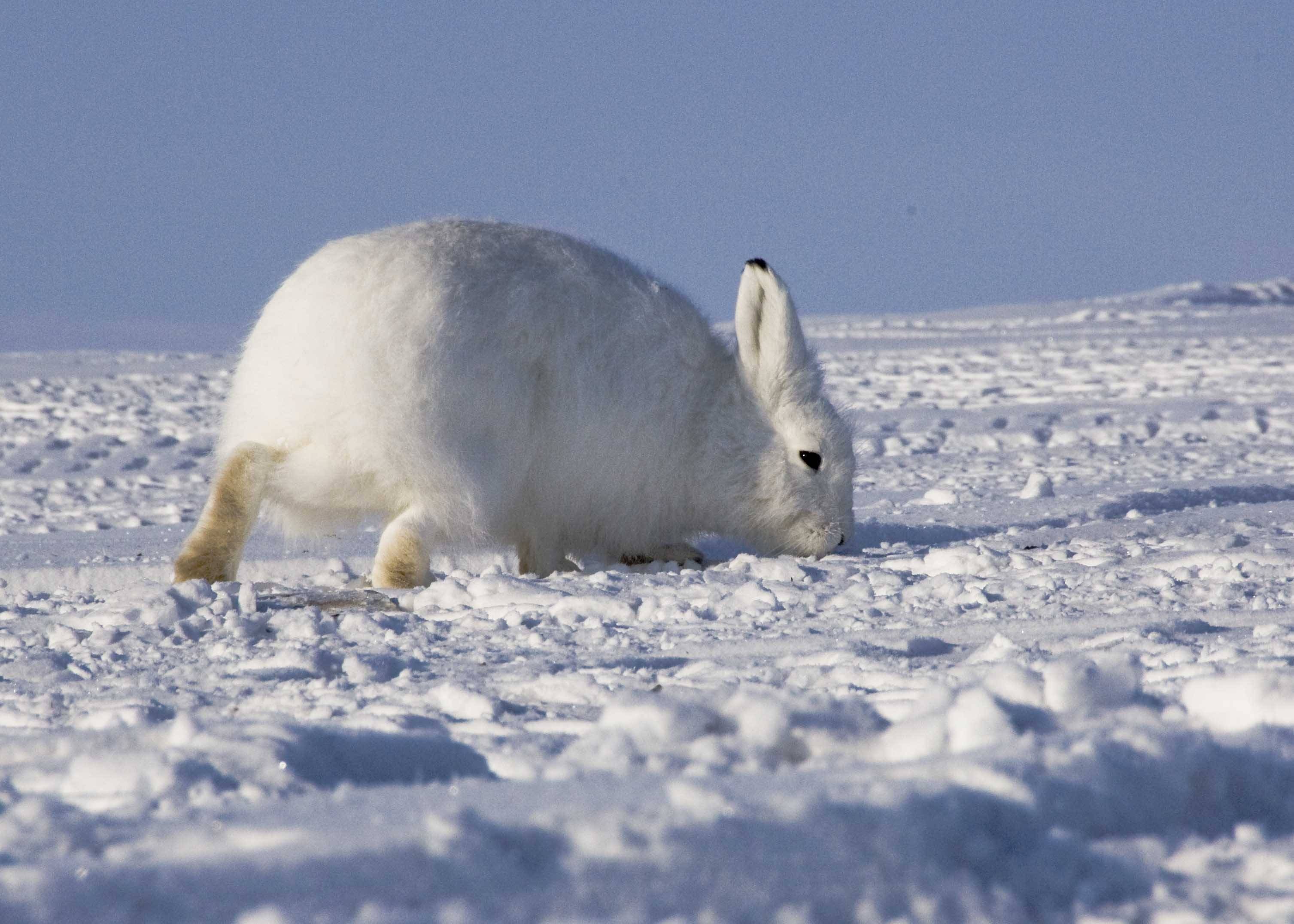 Arctic Hare Wallpaper Animal Lovers