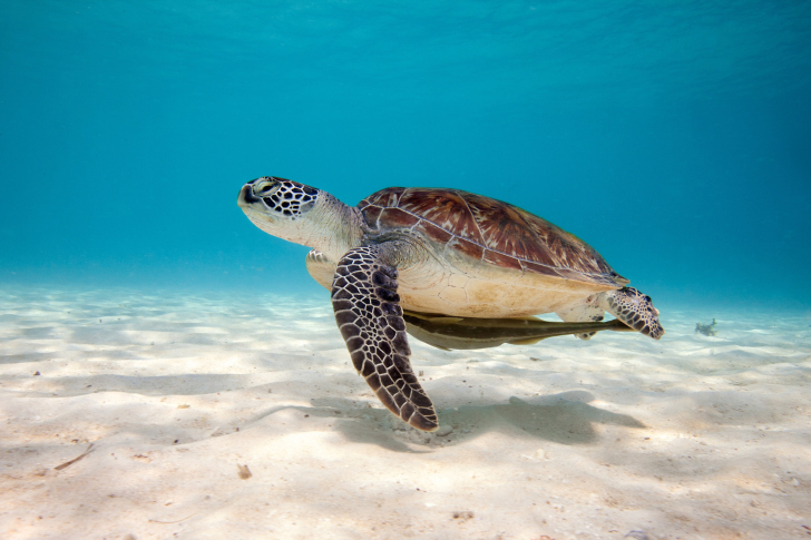 Sea Turtle Reptile Wallpaper For Android iPhone And iPad