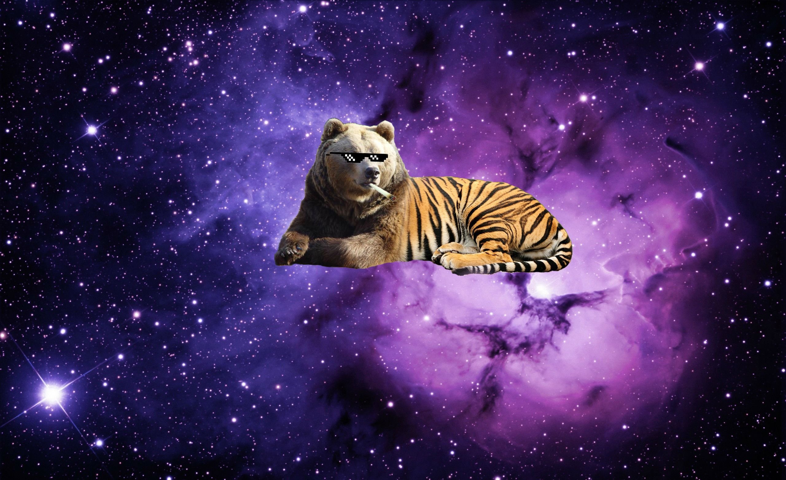 Tiger Bear In Space HD Wallpaper Background Image