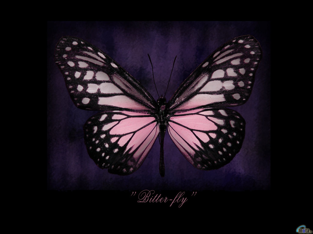 Wallpaper Black Butterfly Pink