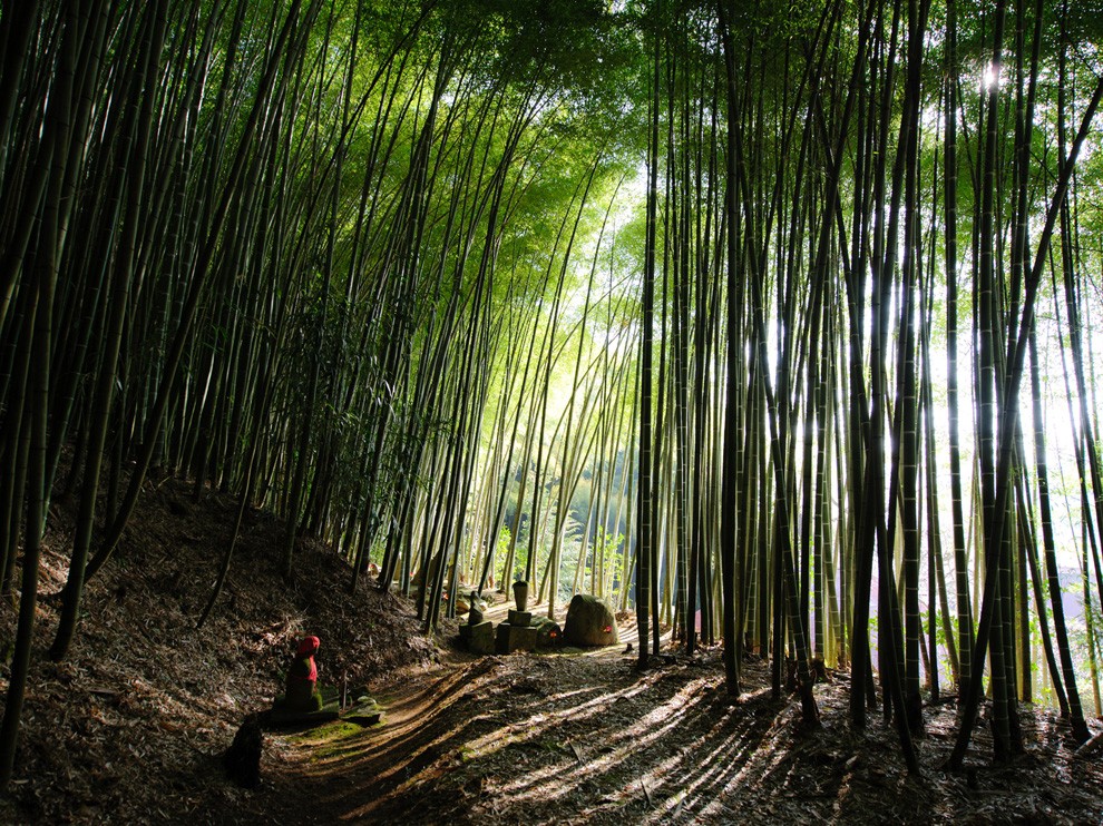 National Geographic Wallpaper Bamboo Forest Japan