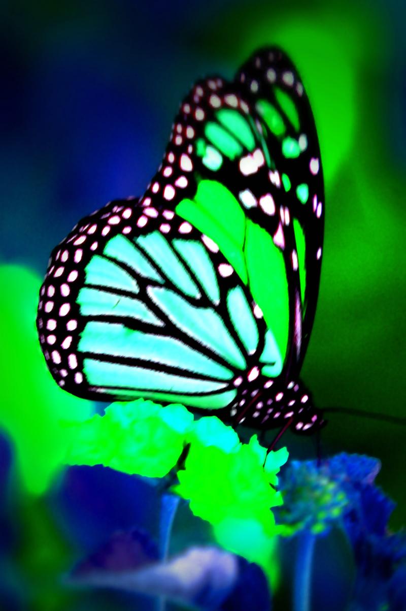 Butterfly Screensaver Let