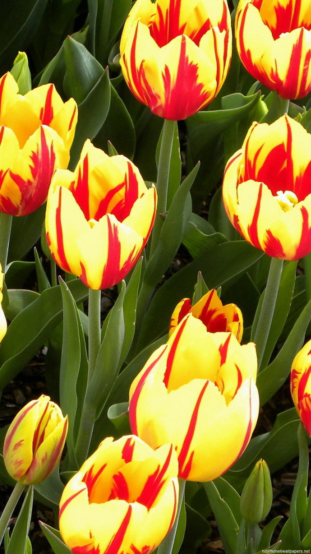 colorful tulip flowers bright iPhone 6 wallpapers HD   flower iPhone