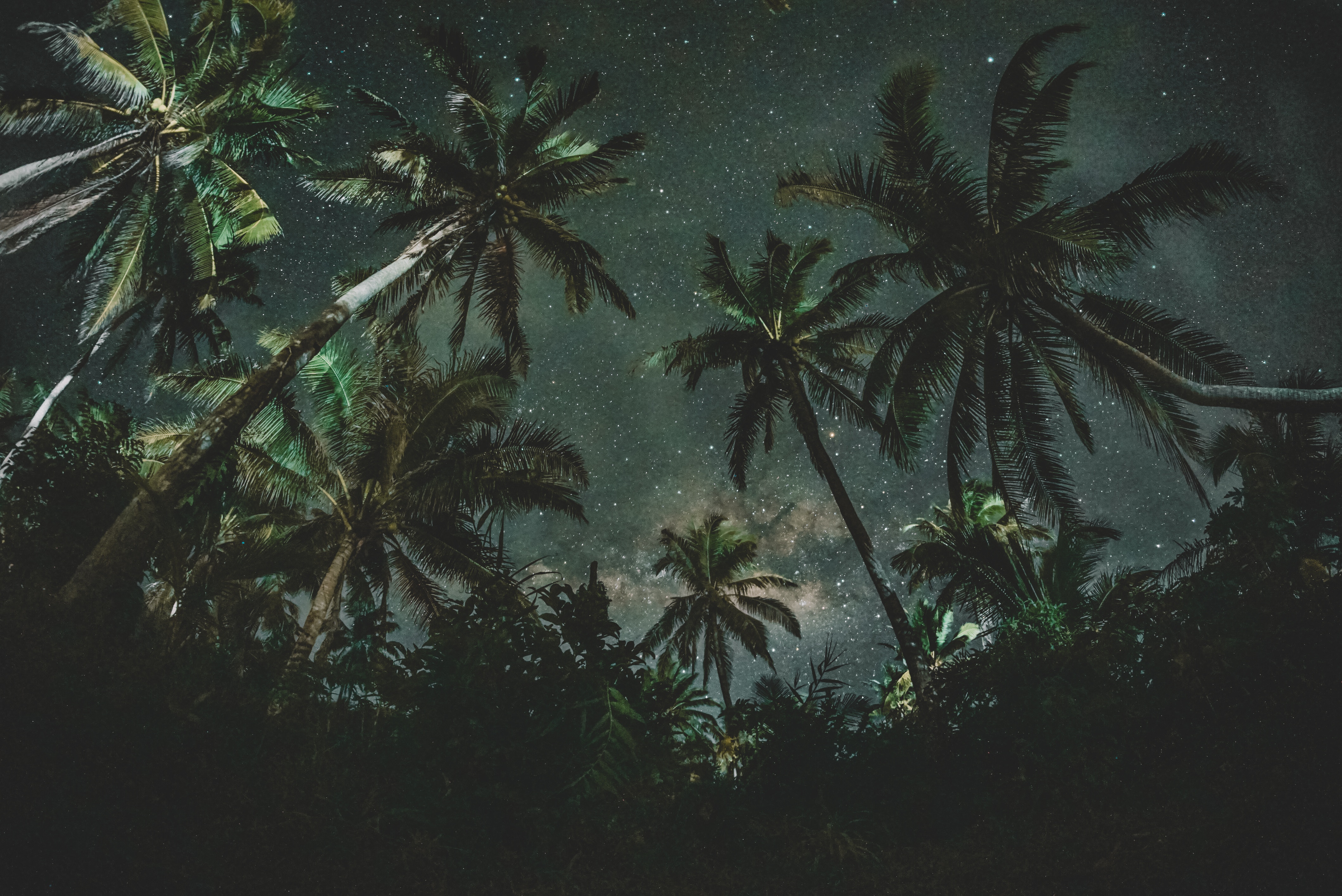 Nature Starry Night Palm Trees Wallpaper HD