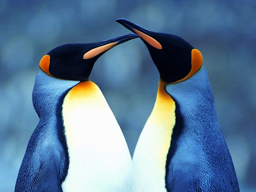 penguin wallpaper penguins images and animal desktop backgrounds 100