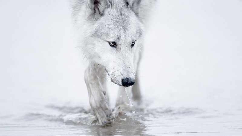White Wolf Arctic Wallpaper Snow Desktop