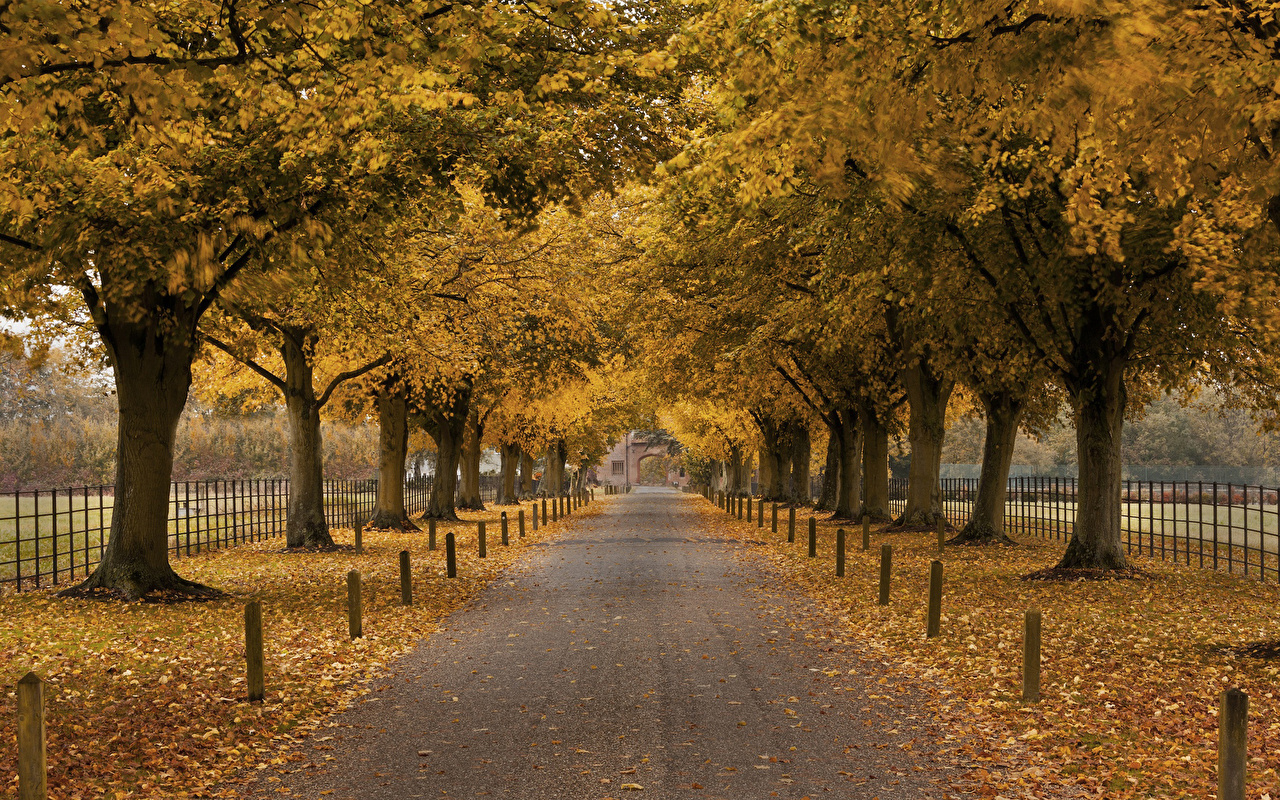 Desktop Wallpaper Allee Nature Autumn Roads Trees
