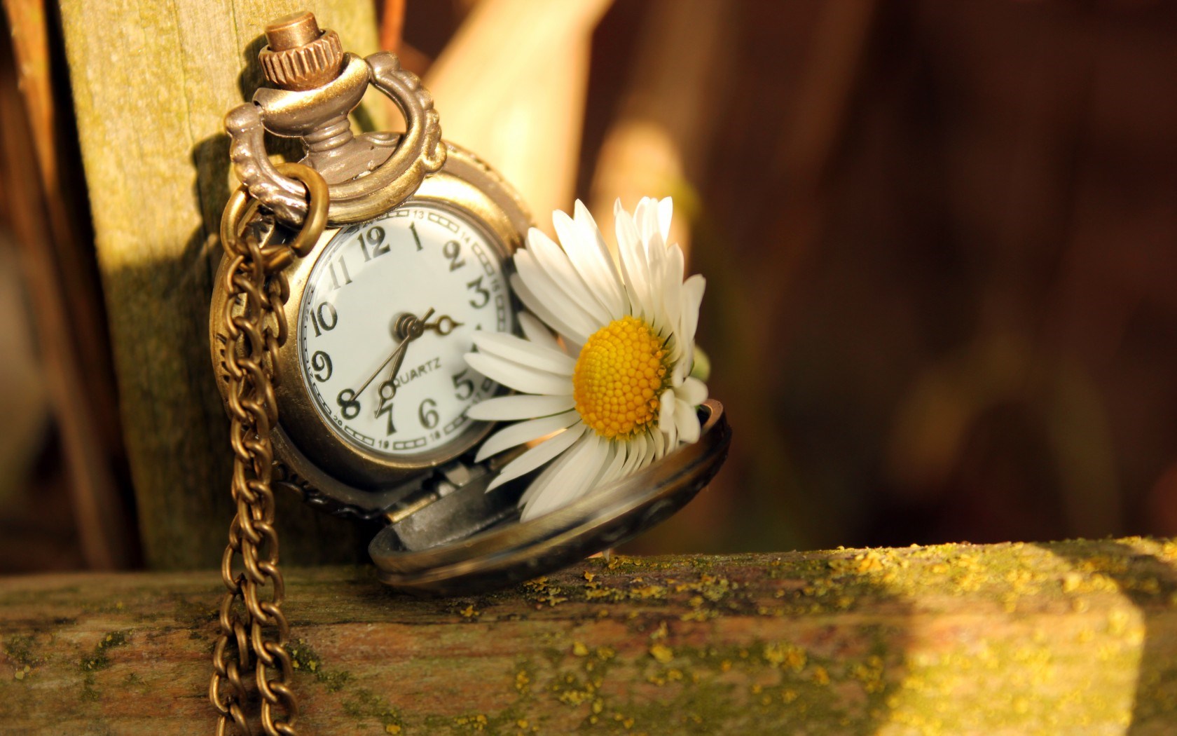 Clock Time Daisy Flower Wallpaper