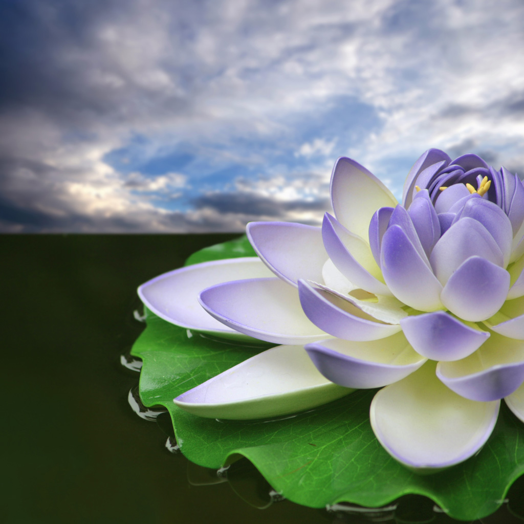 Lotus Flower Wallpaper Images  Free Download on Freepik