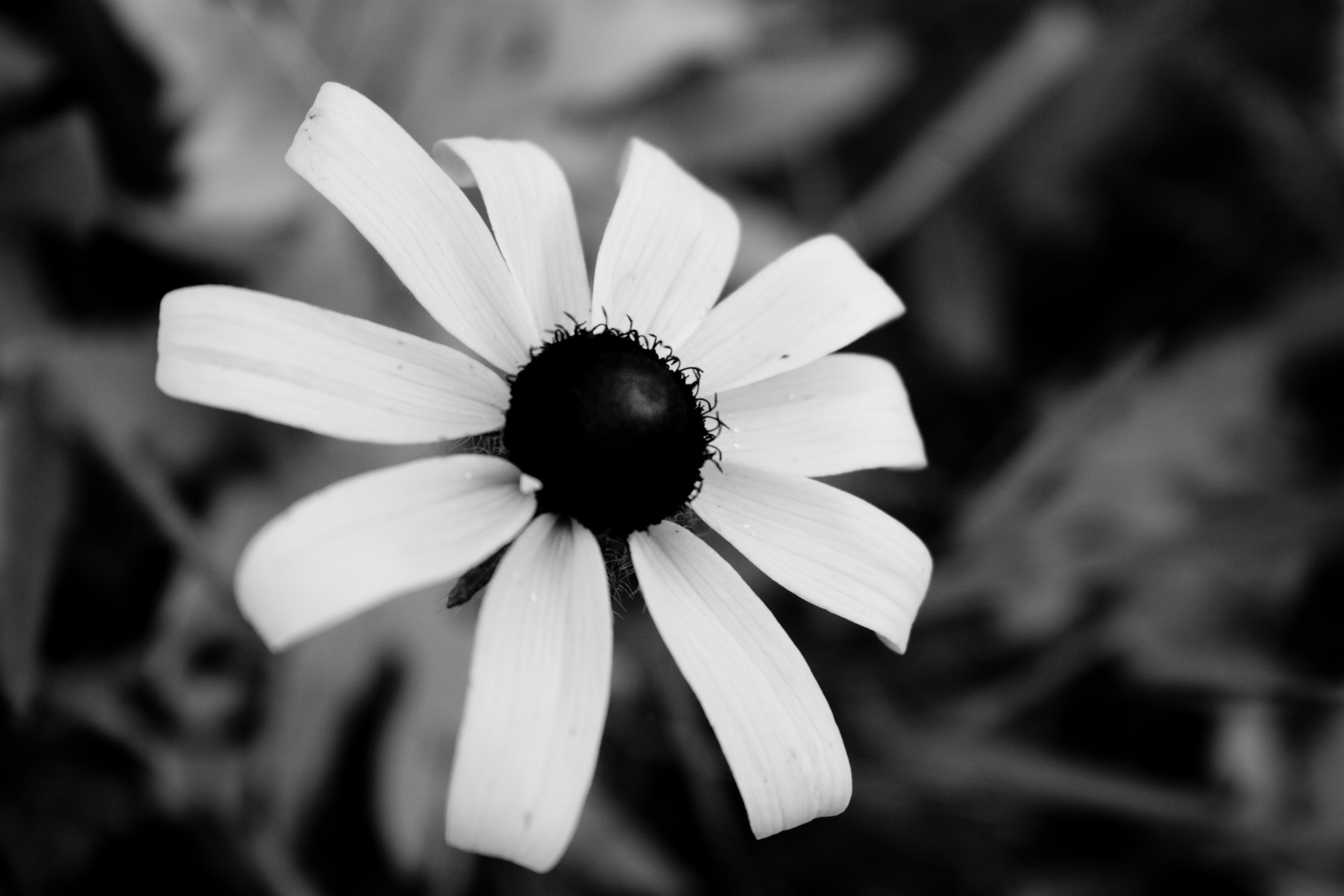 Wallpaper Black And White Flowers
