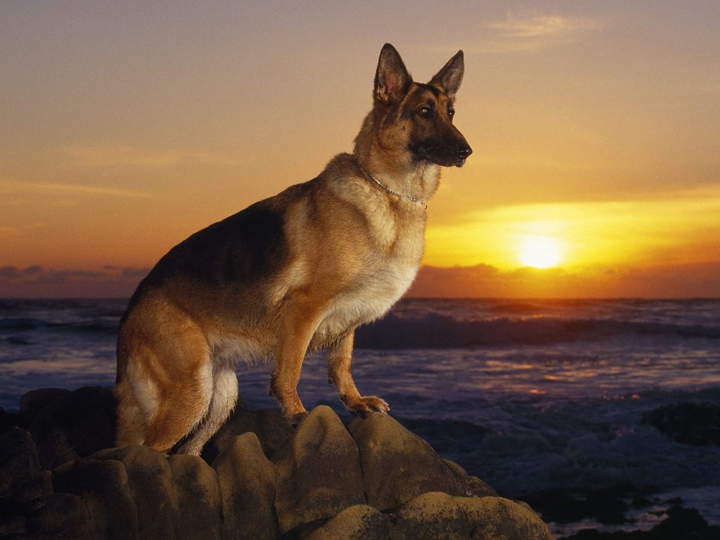 German Shepherd Dogs And Puppies Pictures