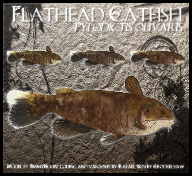 Flathead Catfish By Lamastok