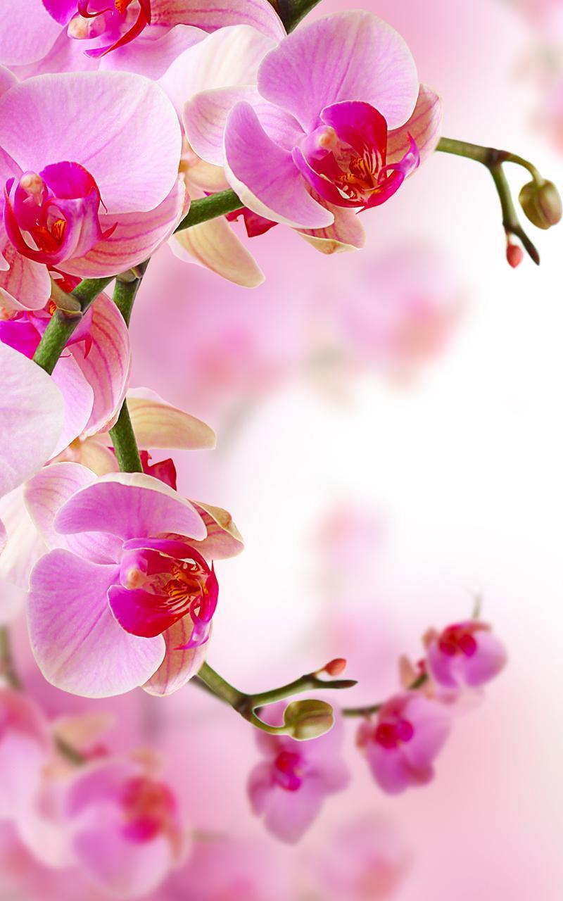 Orchid Live Wallpaper For Android Apk