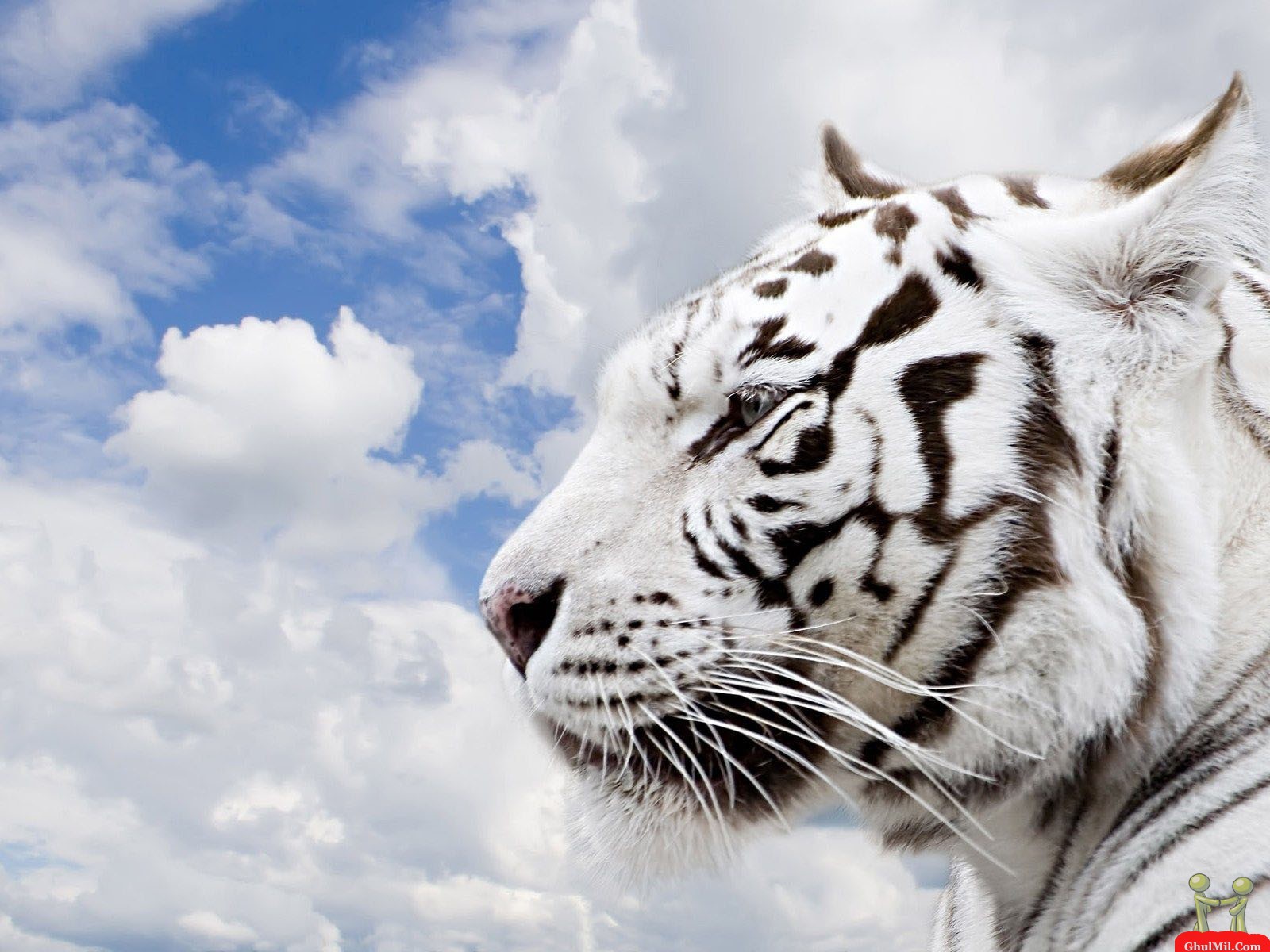 Bueautiful HD Siberian Tiger Wallpaper