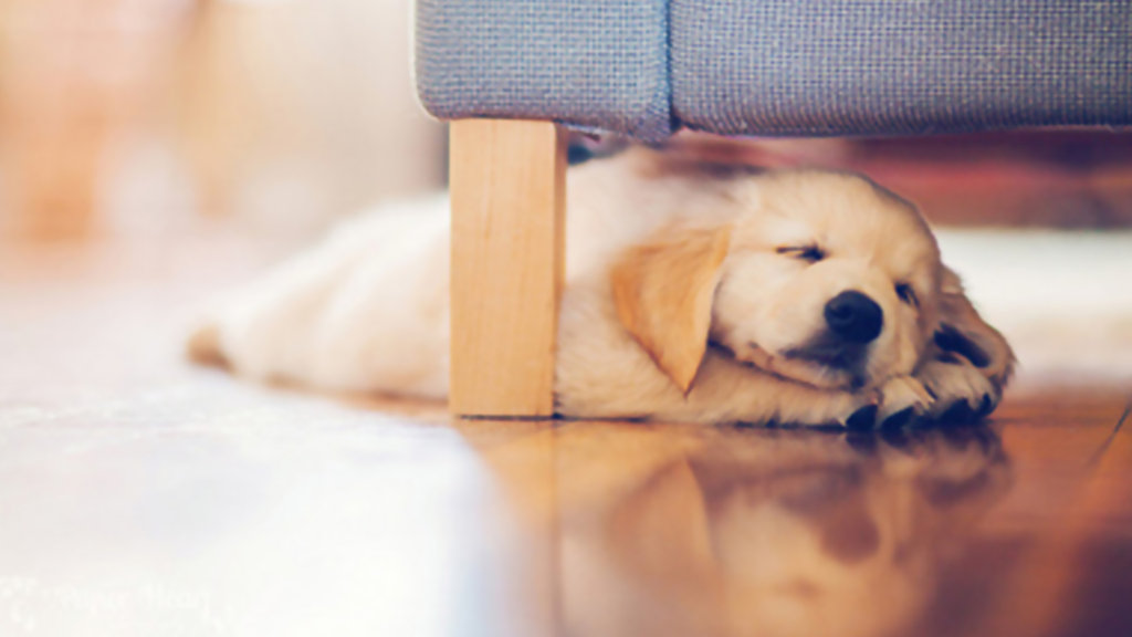 Cute Dog Sleep Wallpaper Desktop