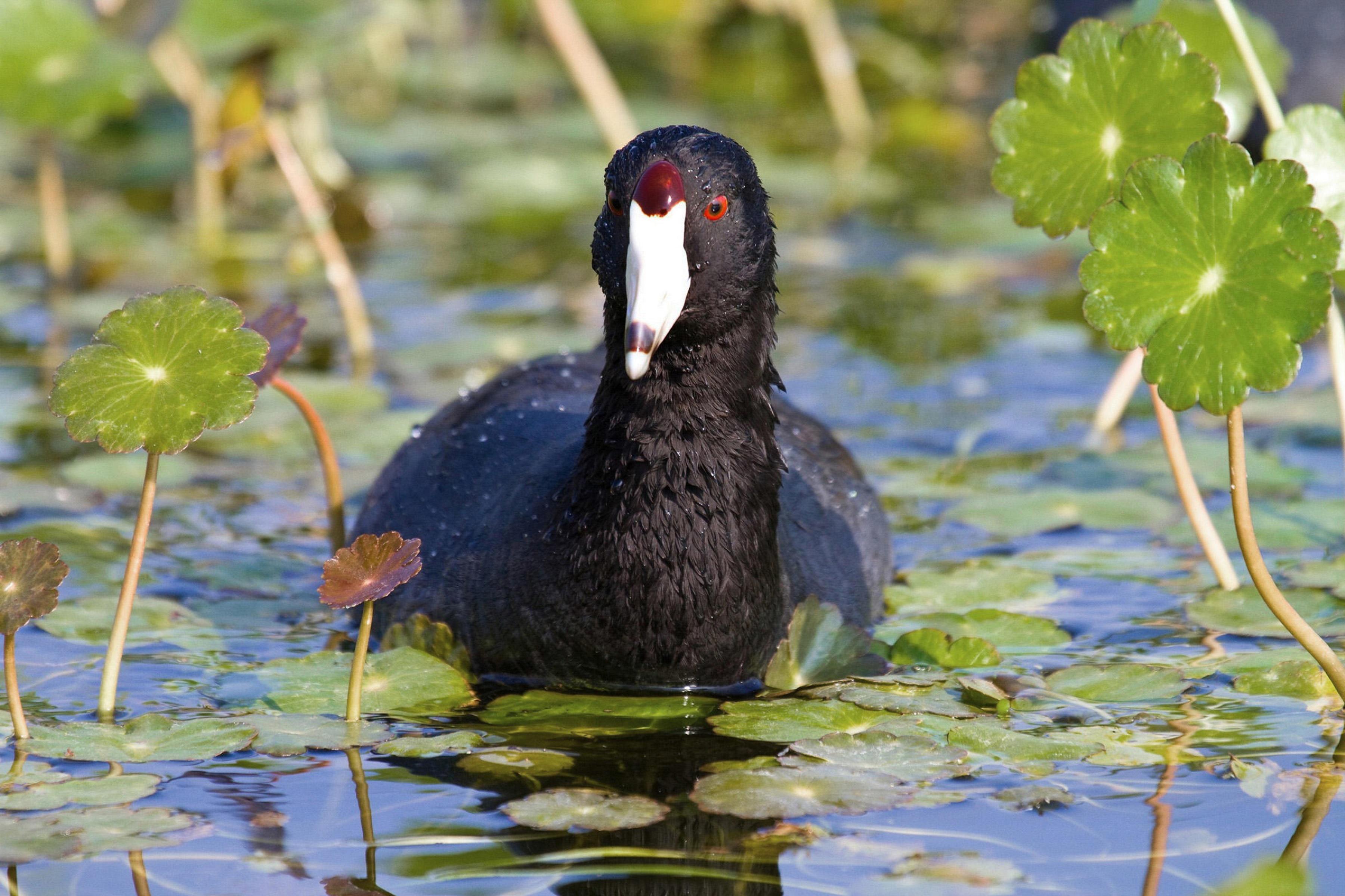 American Coot HD Wallpaper And Background