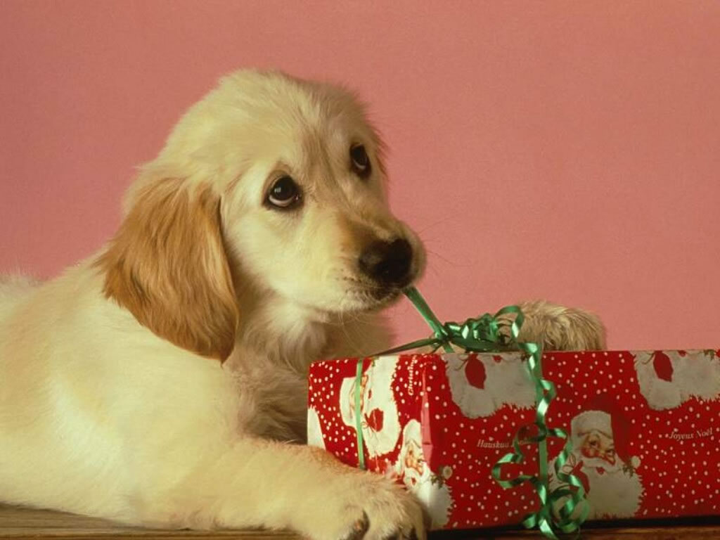 Labrador Puppy With Xmas Present Christmas Animals Wallpaper Image