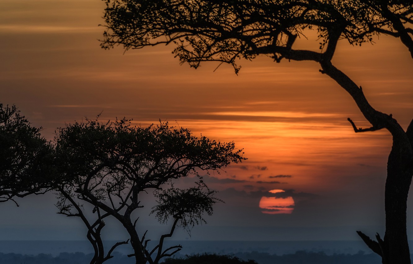 Wallpaper The Sun Trees Sunset Africa Kenya Reserve Masai