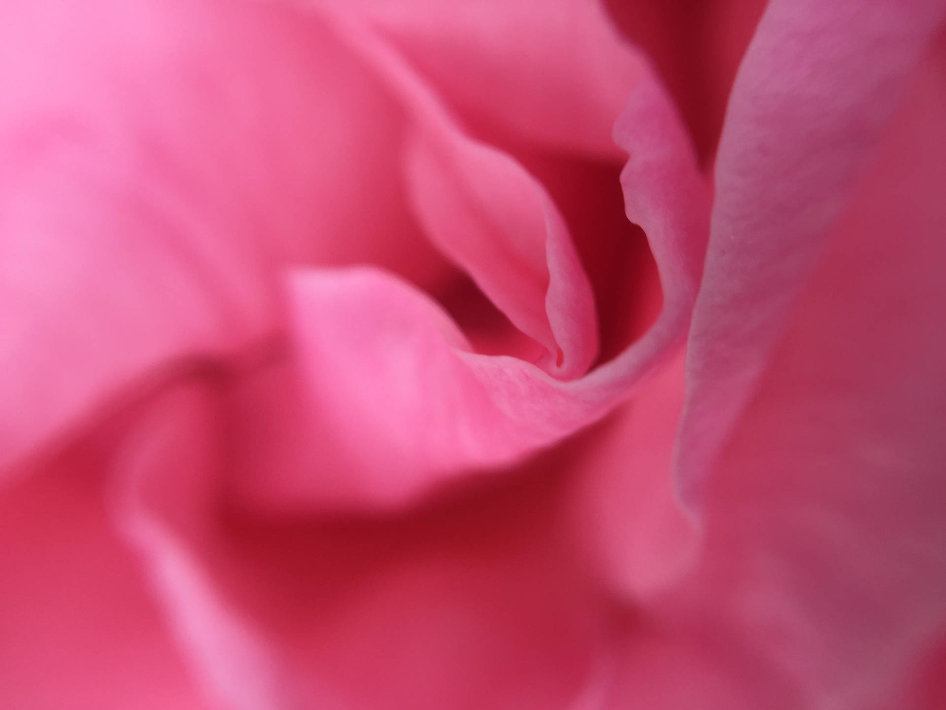 Top Rose iPhone Wallpaper Full HD 4k To Use