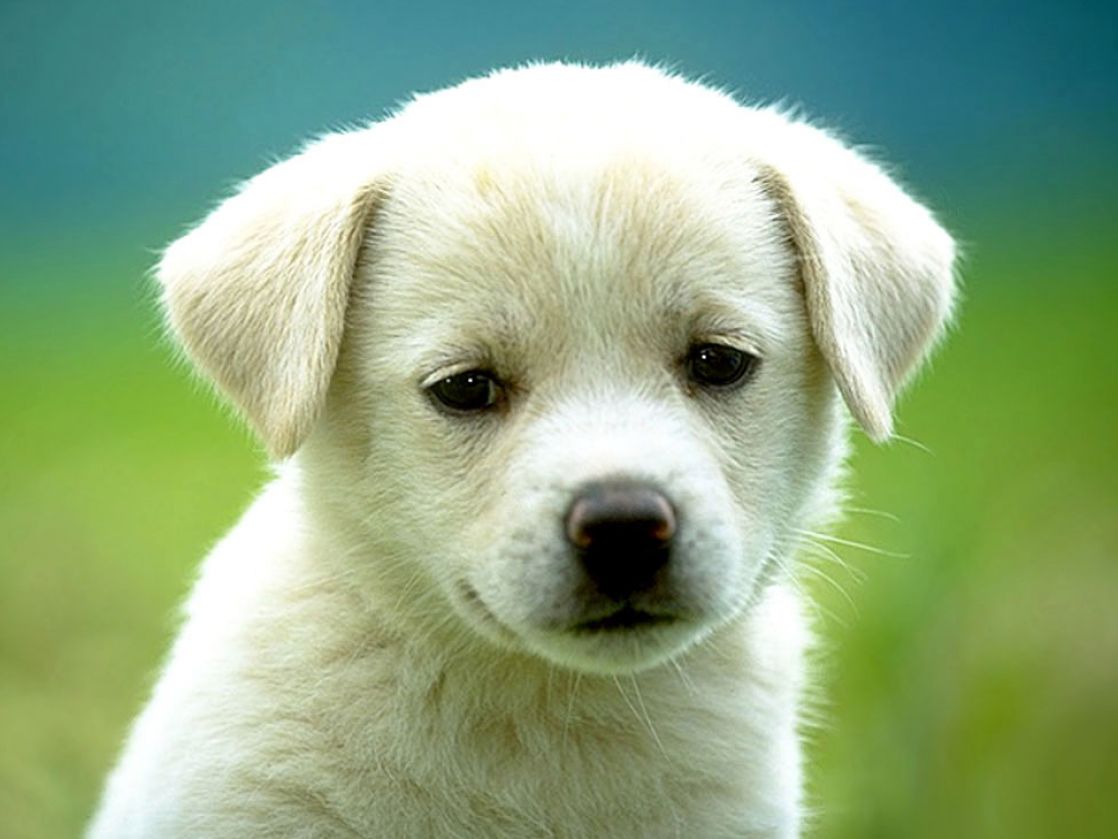 Really Cute Puppy Background Pictures
