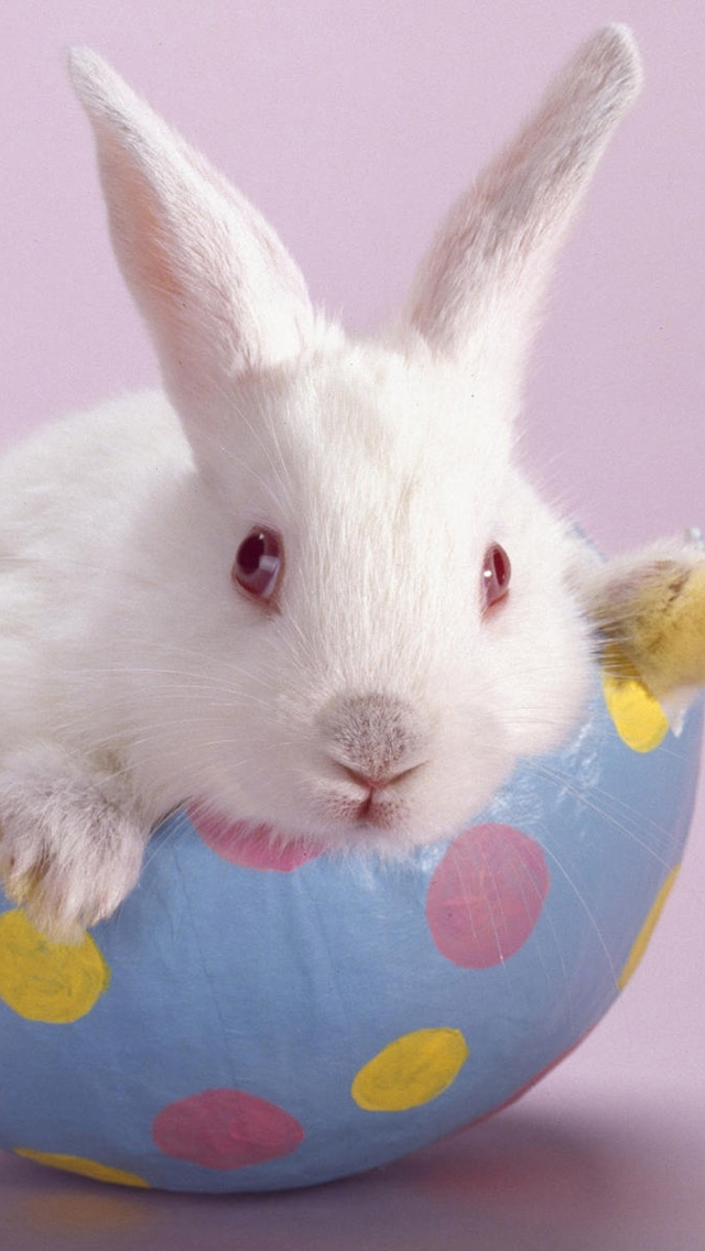 Cute Easter Bunny iPhone HD Wallpaper