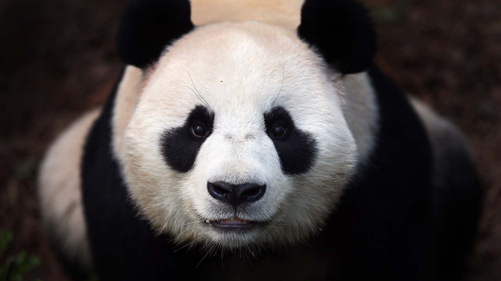 panda panda bear face HD wallpaper