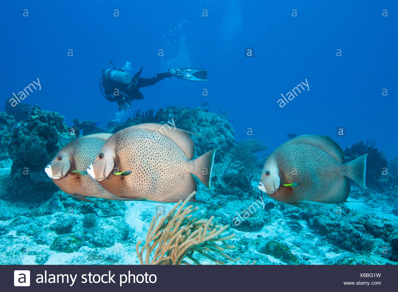 Mexico Cozumel Grey Angelfish Pomacanthus Arcuatus With Diver