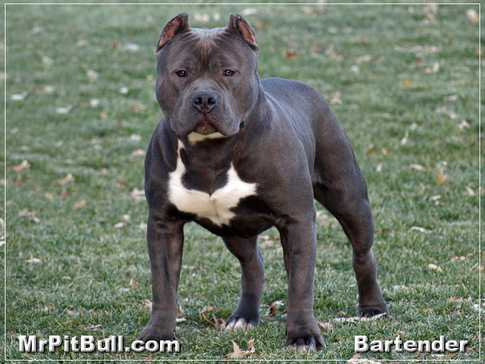 Blue Pitbull Pups Jpg For Sale Ok Now That I Have