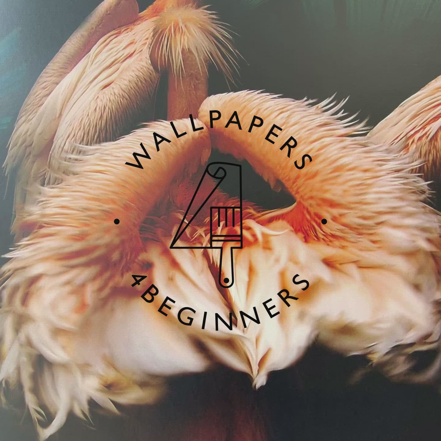 Pelicans Wallpaper Wallpaper4beginners