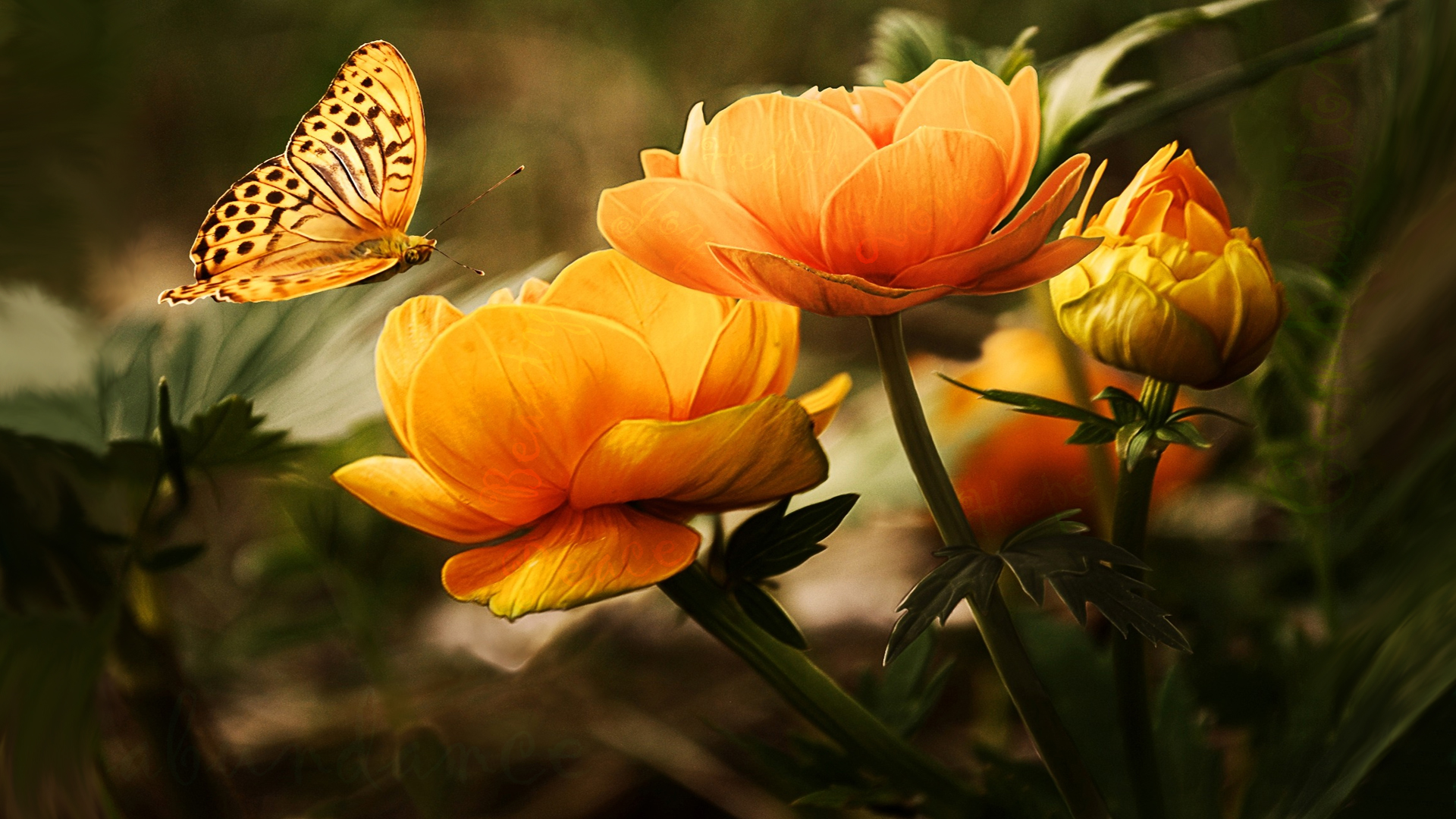 Subliminal Inspiration Wallpaper Butterfly Flowers By Briana Blair