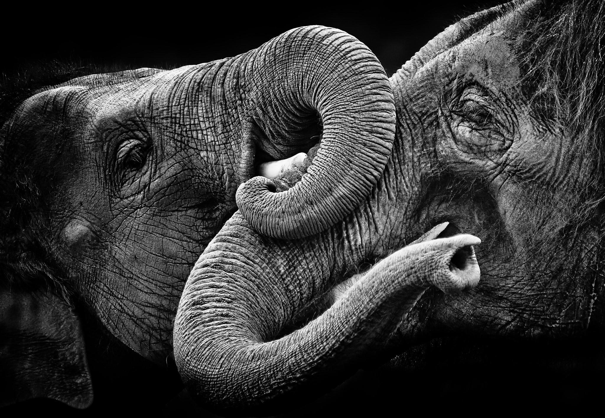 Huge elephant, animal, art, fantasy, giant, man, wild, HD phone wallpaper |  Peakpx