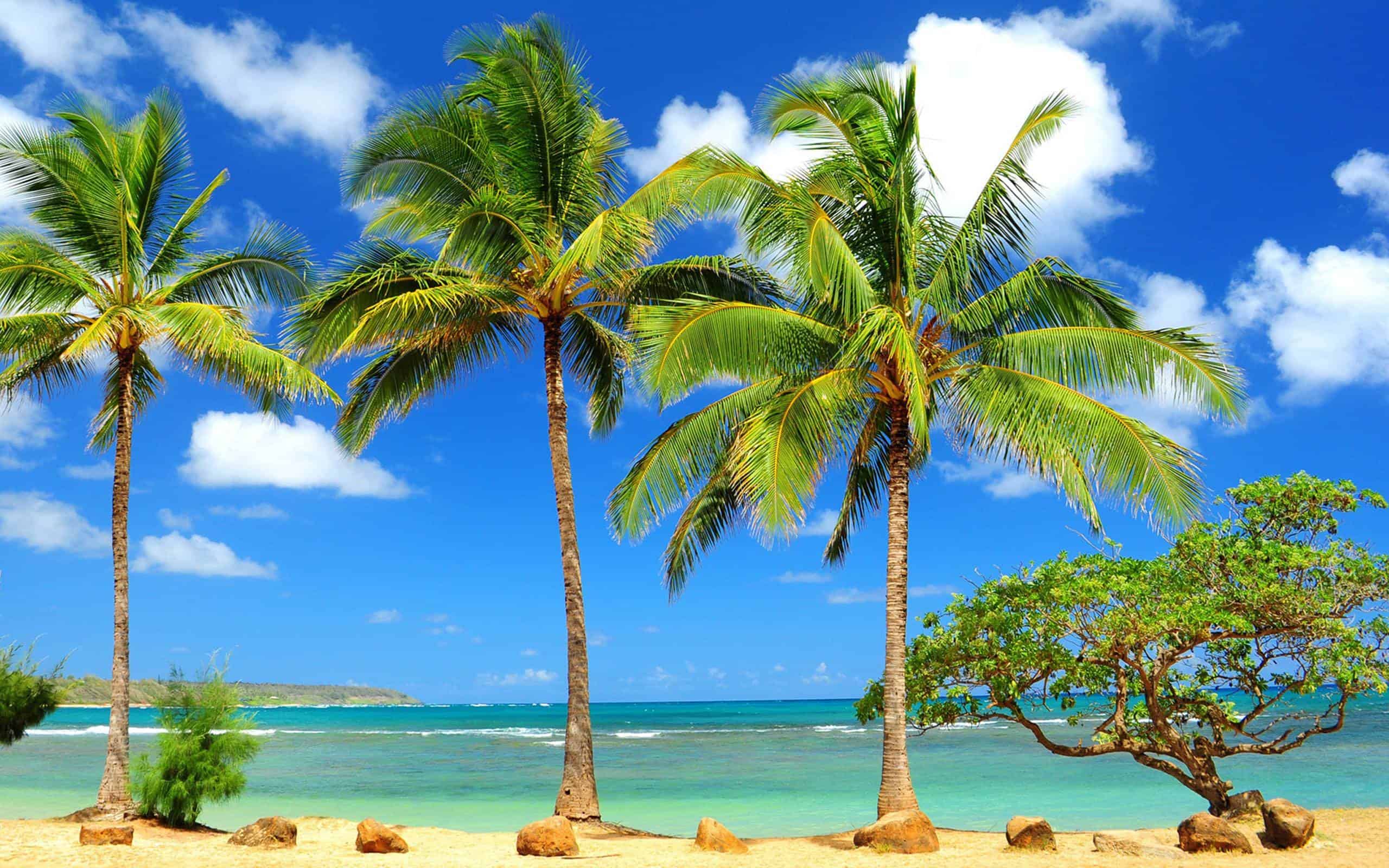 Desktop Palm Tree HD Wallpaper