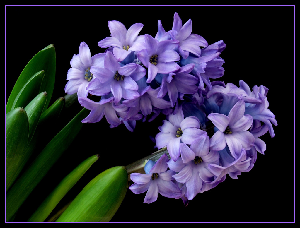 Hyacinths Wallpaper
