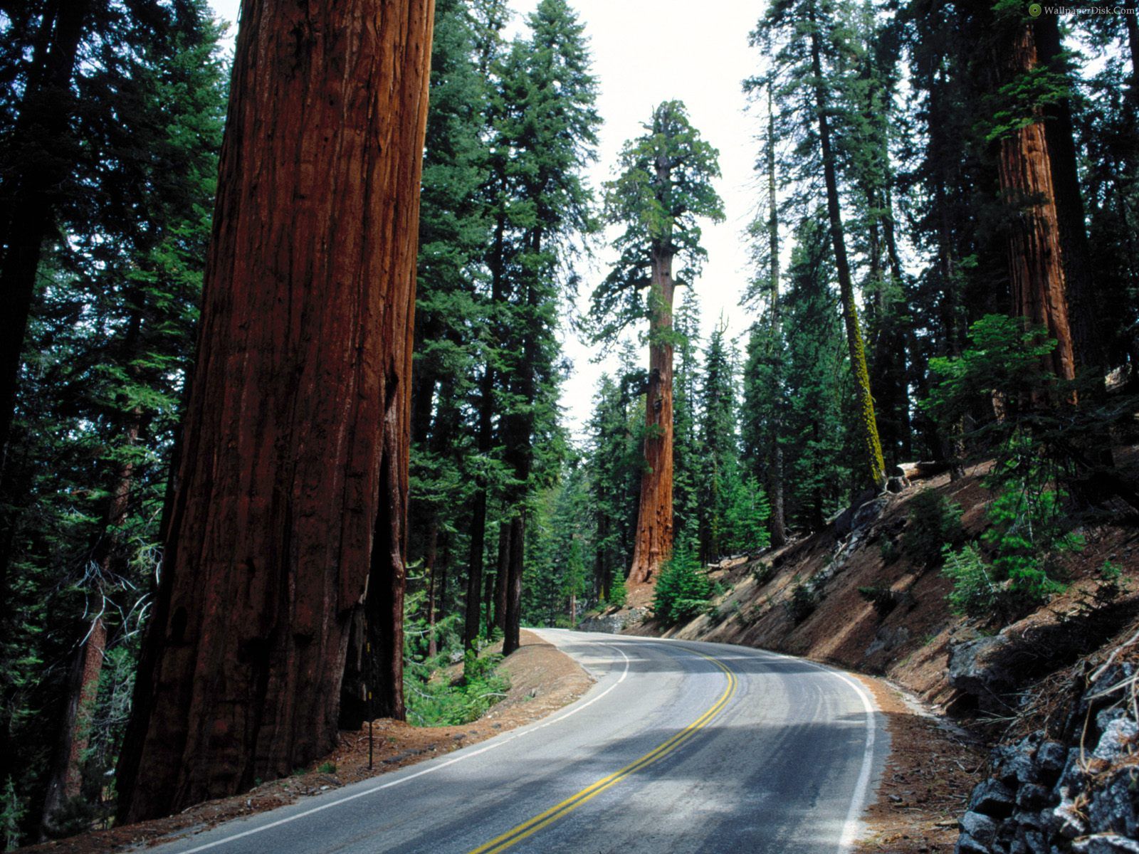 Best Redwood Road Sequoia National Park Desktop Wallpaper Background