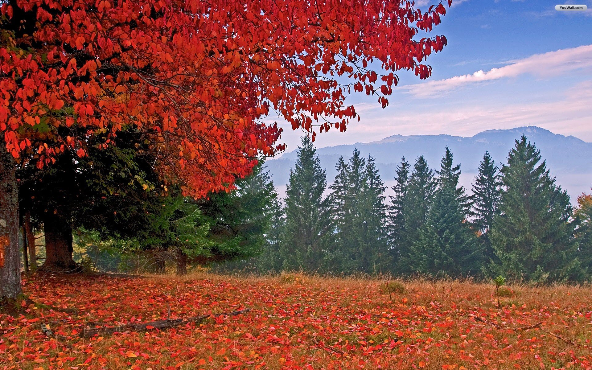 Autumn Red Tree Wallpaper