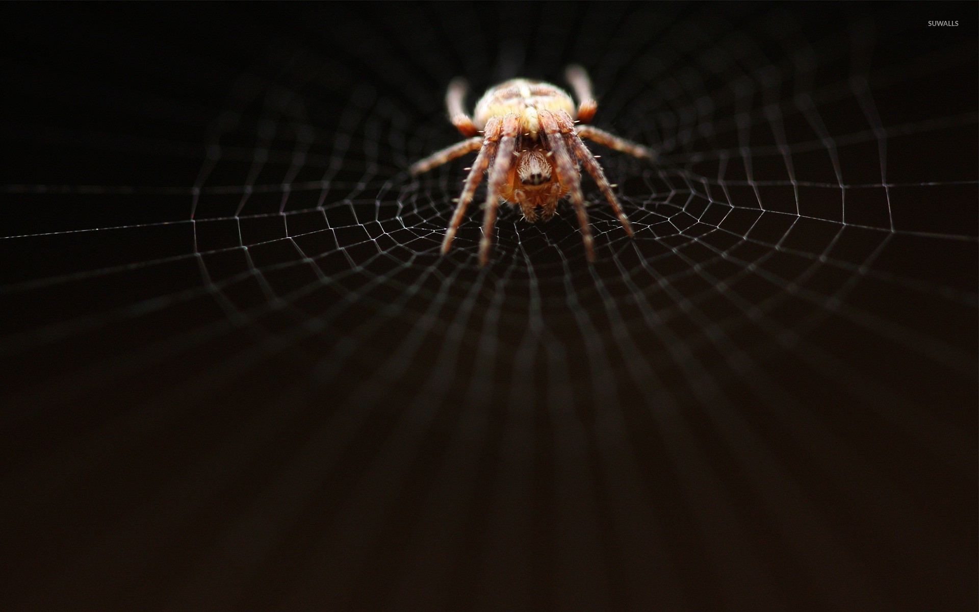 Spider Wallpaper Animal