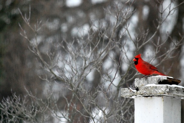 Winter Cardinal   National Geographic Photo Contest 2011   National 608x407