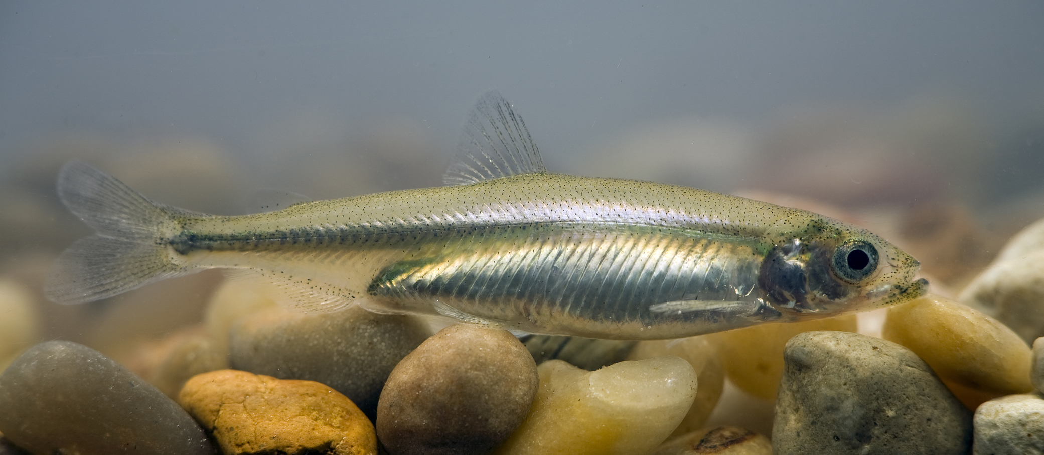 Delta Smelt Pic Wallpaper