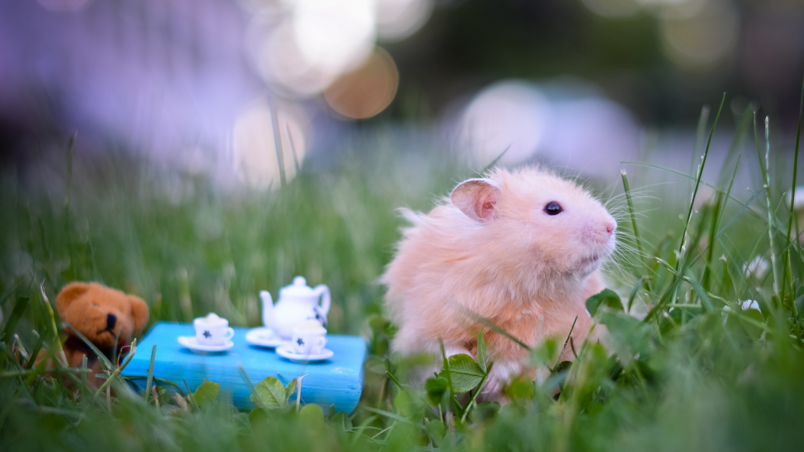  on July 28 2015 By Stephen Comments Off on Cute Hamsters Wallpapers