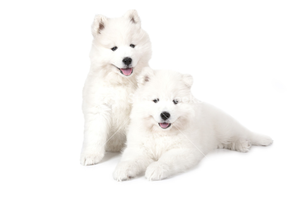 Seven Months Old Two Samoyed Puppies Dog Isolated On White