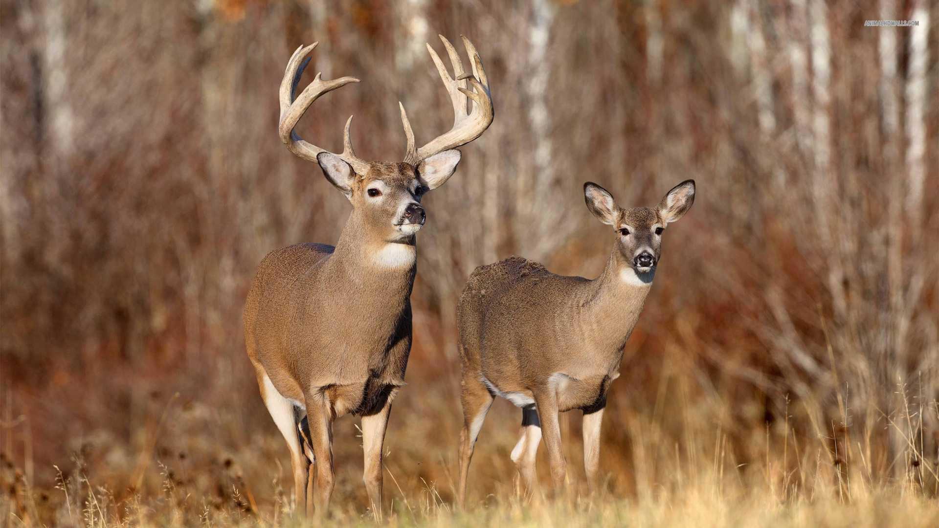Whitetail Deers Deer HD Wallpaper