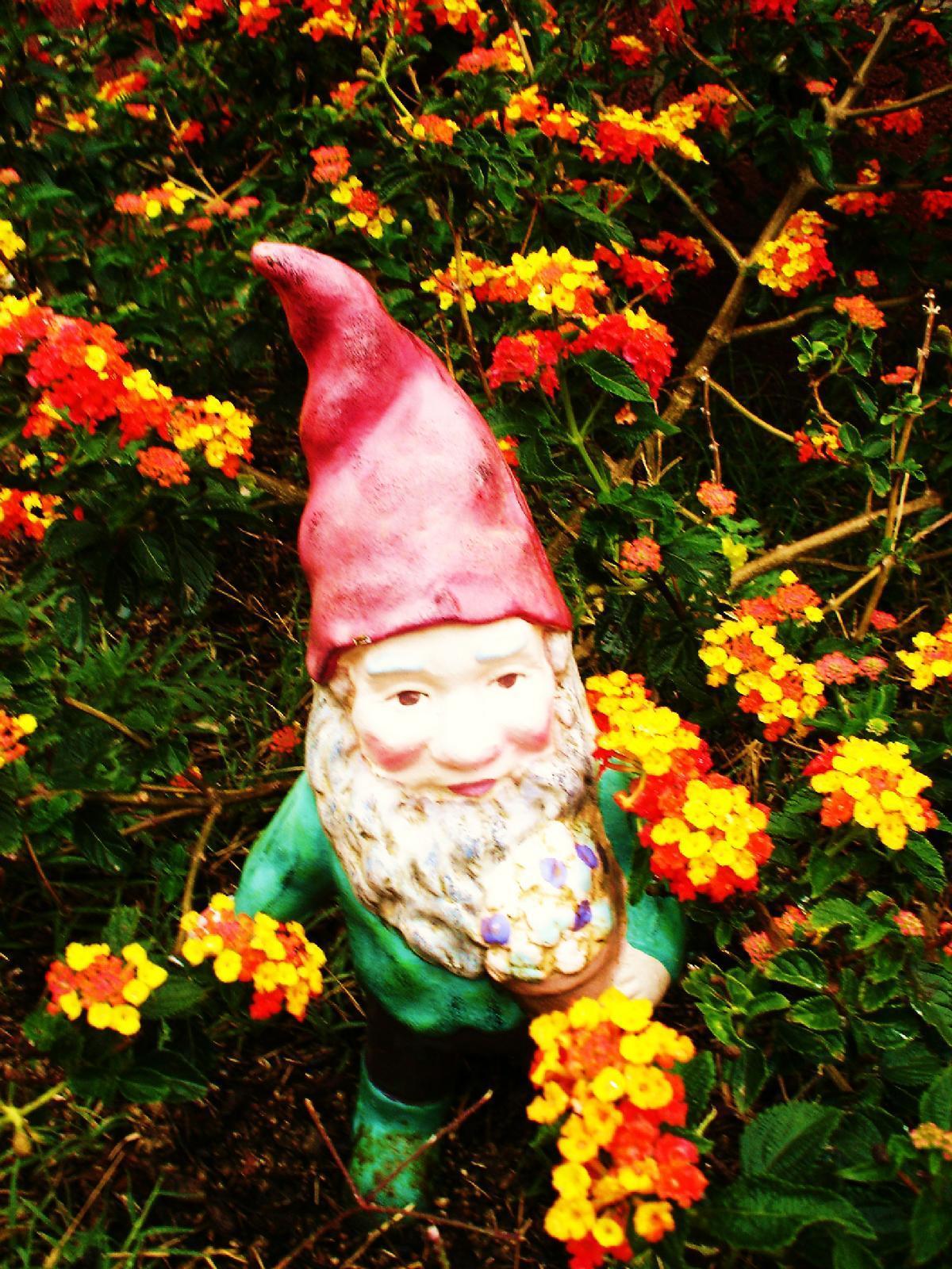 Gnomes Image Flower Gnome HD Wallpaper And Background