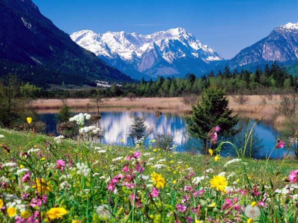 Field Of Flowers By The Lake Widescreen Wallpaper Wide