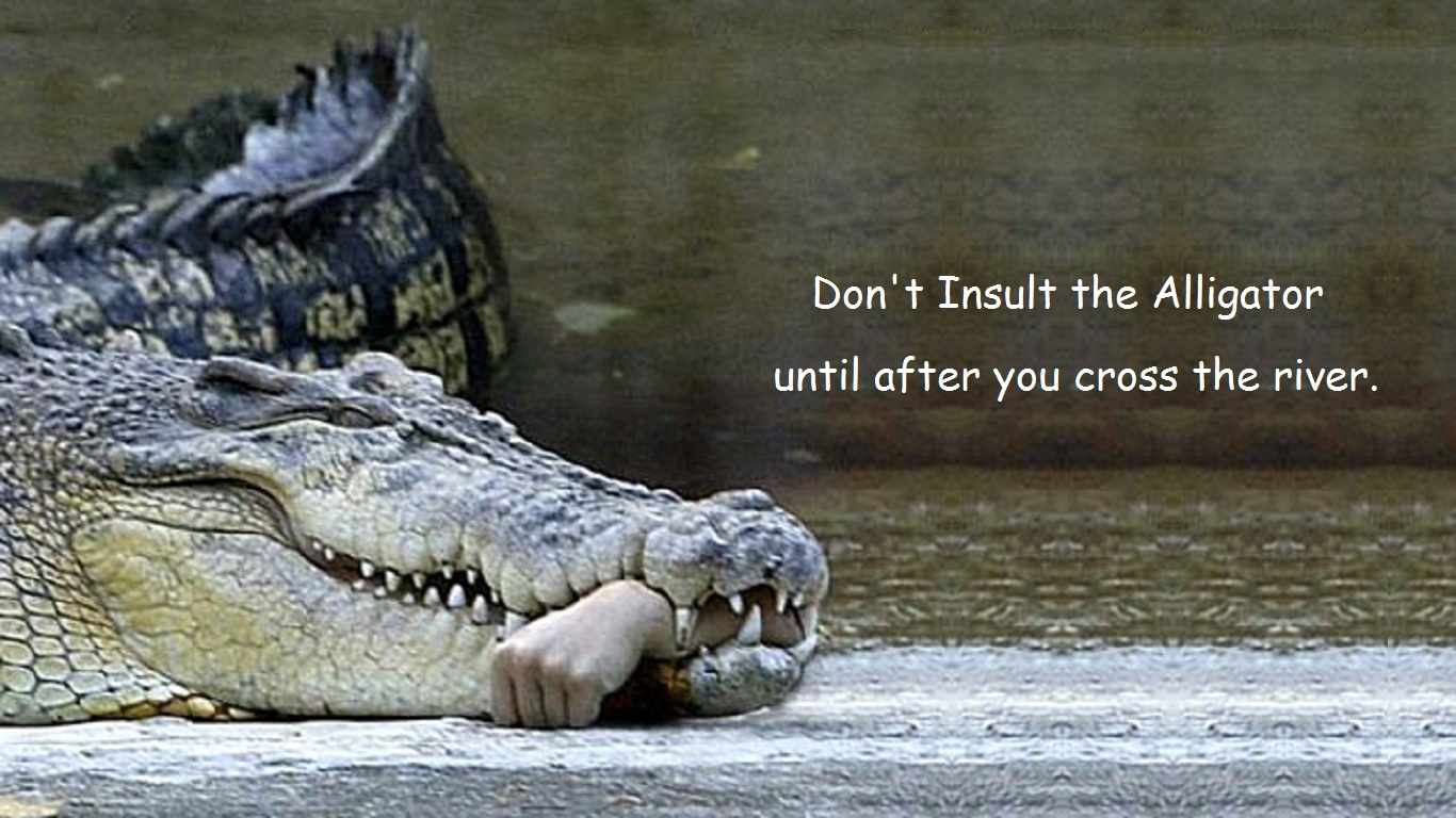 Don T Insult The Alligator Wallpaper