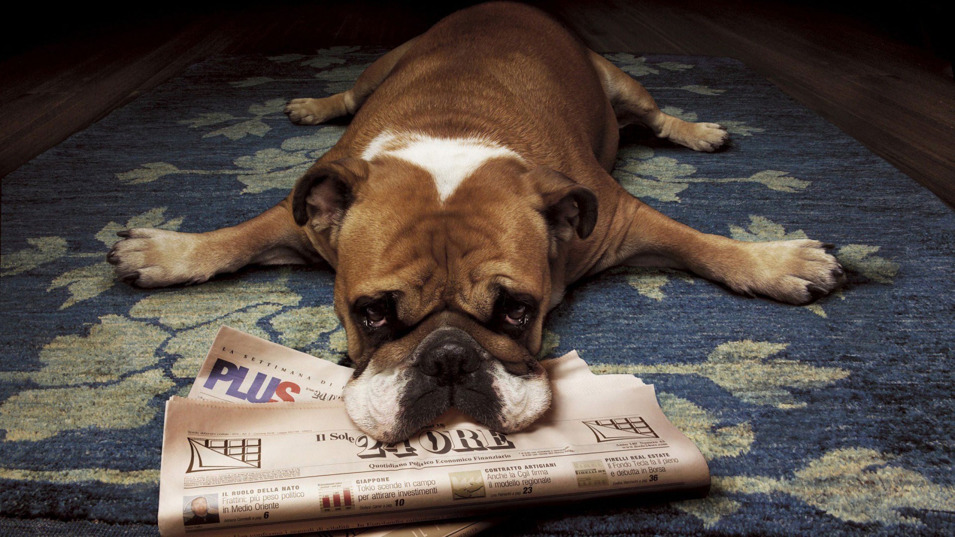 English Bulldog HD Wallpaper