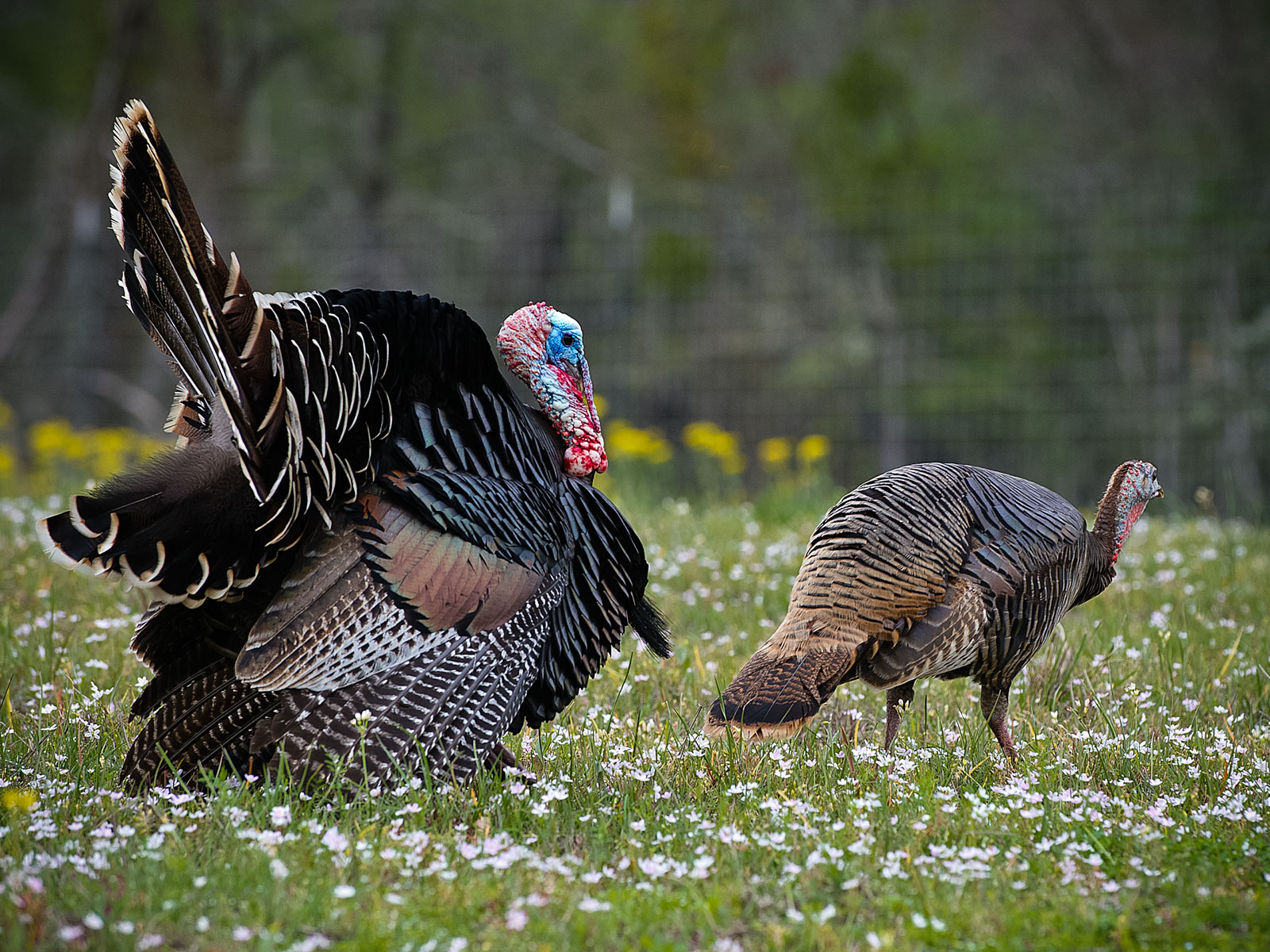 Wild Turkey Desktop Background