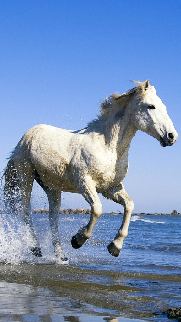 White Horse Running In Water Wallpaper iPhone